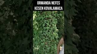 Nurgül Yeşilçayın Orman Kaçamağı  Şellale shorts [upl. by Ambur]