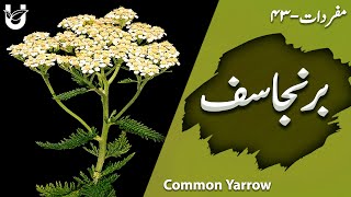 Branjasif  Common Yarrow  برنجاسف [upl. by Stewart]