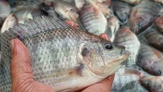 Harvesting Tilapia in Biofloc Pond 197 Kilos Total Harvested in 9sqm [upl. by Ttelrahc]