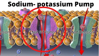 SodiumPotassium Pump How and Why [upl. by Milicent]