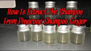 How To Extract The Shampoo From Pinecone Shampoo Ginger [upl. by Eseilanna570]