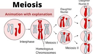 Meiosisphases of meiosis animation [upl. by Naujak]