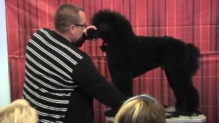 Standard Poodle Grooming by Colin Taylor  Salon amp Competition [upl. by Cindy455]