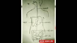 मानव पाचनतंत्र  human digestive system short viralvideo [upl. by Adnohsirk363]