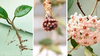 How to Propagate Hoya Carnosa from Stem Cuttings  Hoya Care Tips to Many Blooms [upl. by Sirahs]