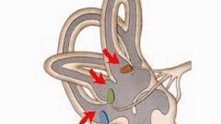 How the Inner Ear Balance System Works  Labyrinth Semicircular Canals [upl. by Durwin190]