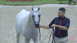 Sharjah A H Festival 2024 UAE BRED Class 12 [upl. by Ennazzus]