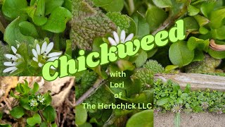 Chickweed with Lori the Herbchick [upl. by Xuagram]