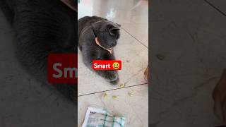 Funny kittens compilation kitten kittens cat cats funny cute meow [upl. by Ahcurb864]