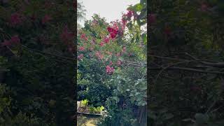 FurushCrape Myrtle flowers in my mother’s yard 🌺♥️🌸 houseplants plants garden gardening [upl. by Fontana188]