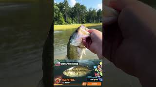 Top 5 Wade Fishing fishing fishingvideo fish trip cooking food shorts shortvideo fyp viral [upl. by Rape]