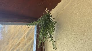 Harvesting Rosemary  Rosemary can use for protection around the home 🏠 rosemary ary [upl. by Ziladnerb]