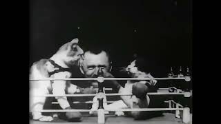 Boxing Cats 1895 Enhanced Video [upl. by Dupin83]