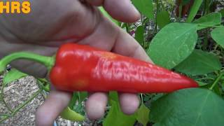 ⟹ Carmen Pepper  Capsicum annuum  pod review 2018 [upl. by Nuy]