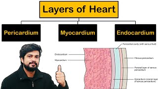 Layers of Heart  Pericardium Myocardium Endocardium in Hindi  Cardiovascular System [upl. by Eeleimaj]