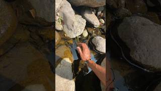 Les poissons se retrouvent bloqués 😰 nature exploration vlog humour wild wildlife [upl. by Acenes]