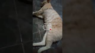 Kucing juga punya tanda lahir❤️hewanjugaberhakuntukhidupnyamandanbahagiakucingpungutku [upl. by Beeson]