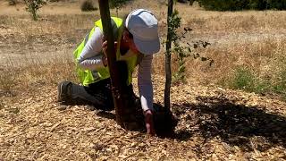 Canopy Site Visit to Stevens Creek Trail in Mountain View [upl. by Arch]