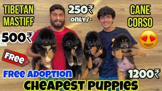 Cheapest pets 🐶 in Delhi  Tibetan mastiff  Cane corso Delhi NCR Volifarm [upl. by Rodrich]