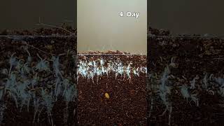 1 6 DAYS IN GROW PLANT waterleaf pelargonium angustifolia sprouting dwarfcopperleaf soapwort [upl. by Kronfeld]