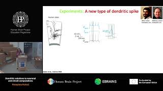 Panayiota Poirazi  Dendritic solutions to neuronal and circuit computations [upl. by Oslec410]