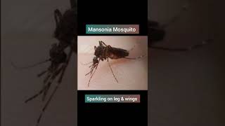 mosquito mansonia psm biology [upl. by Noitna]