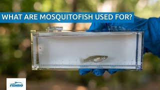 What are mosquitofish used for [upl. by Llebpmac]