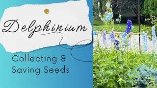 How to Collect and Save Delphinium Seeds in Your Garden [upl. by Wager]