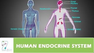 HUMAN ENDOCRINE SYSTEMPART 01 [upl. by Batchelor]