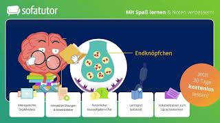 Nervenzelle – Bau und Funktion einfach erklärt – Biologie 9 amp 10 Klasse [upl. by Cordier]