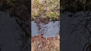 Expanded the mud puddle for the turdus pilaris colony for nesting material birdwatching birdlovers [upl. by Mccully748]