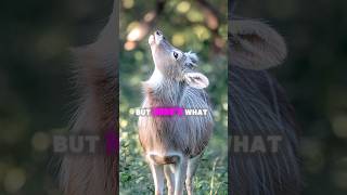 quotA mysterious musk deer with fangs blending into a misty forestquot [upl. by Autrey287]