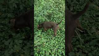 Patterdale terrier kills rat hiding in bushes [upl. by Cleary]