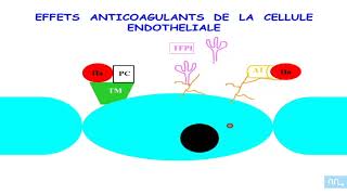 endothelium hémostase et angiogenese part1 [upl. by Gillett]