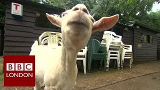 Goats love happy humans  BBC London [upl. by Alvan]