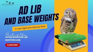 Why I don’t use ad lib weights or base weights falconry and free flight birds [upl. by Isnam]