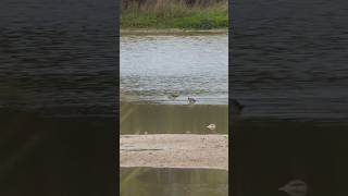 Dowitchers poke around in shallows [upl. by Gavini]