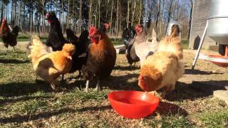 Huhn gackert  Hühner gackern und trinken [upl. by Enelkcaj]