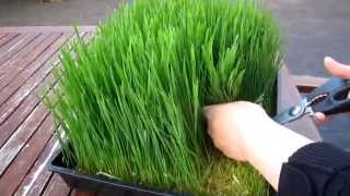 How to grow organic wheatgrass  Easy Home Grown Outdoor [upl. by Nrev268]