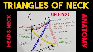 Triangles of Neck  Head amp Neck [upl. by Alliuqa]