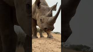 This is what the future of the black rhino looks like in Zimbabwe  such an awesome animal 🦏🌍 [upl. by Anyr35]