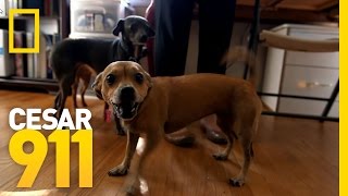 Why Little Dogs Are So Yappy  Cesar 911 [upl. by Naillij]