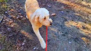 DOG FALL WATERFALL WALK ADVENTURE ❤️ [upl. by Newfeld849]