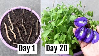 How to Grow AparajitaBlue Pea Plant from Seeds amp Cuttings With Update [upl. by Eilram]