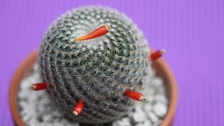 How to Harvest Seeds from Cactus Fruit with Sucs for You [upl. by Leamaj548]