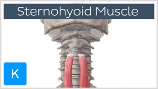 Origin and Insertion of the Sternohyoid Muscle  Human Anatomy  Kenhub [upl. by Danni384]