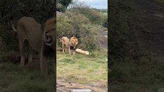 Roar of the King 🦁👑 LionPride WildlifeWednesday SafariAdventure [upl. by Nehte]