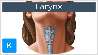 Larynx  Membranes ligaments and muscles  Human Anatomy  Kenhub [upl. by Warner455]