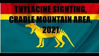 Thylacine sighting Cradle Mountain area Tasmania 2021 [upl. by Alyosha]