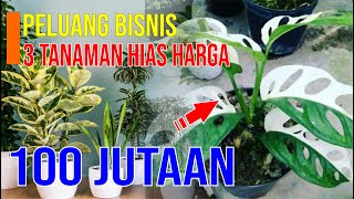 3 TANAMAN HIAS HARGA RATUSAN JUTA RUPIAH  PELUANG BISNIS [upl. by Aicnom]